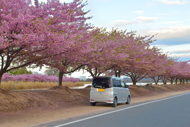 ルークス ハイウェイスター ターボの岡山・河津桜・児島湖花回廊・散り際の桜🌸・散り際に関するカスタム事例の投稿画像5枚目