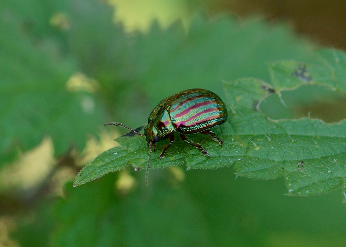 Rosemary Beetle