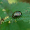 Rosemary Beetle