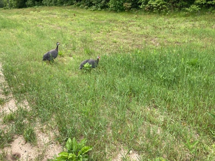 guinea fowl