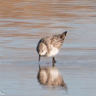 Little Stint; Correlimos Menudo