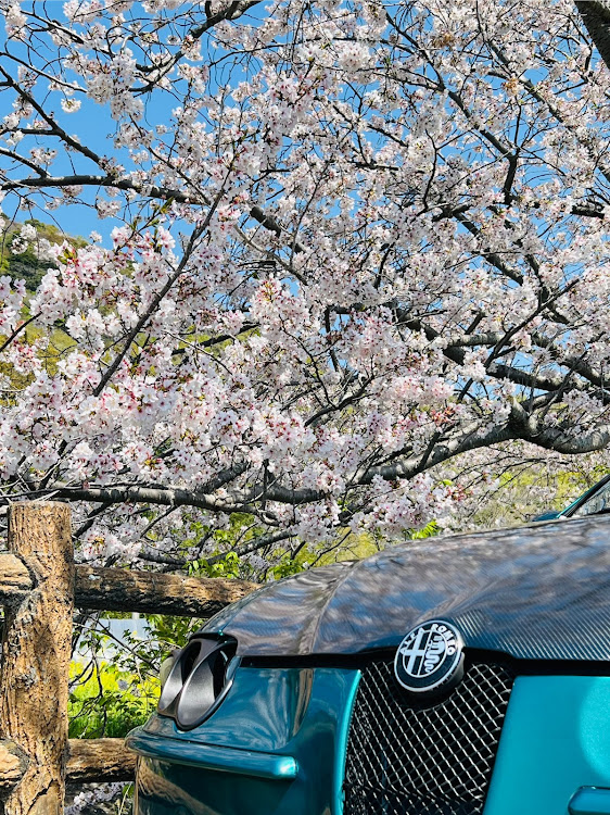 147の桜に関するカスタム事例の投稿画像5枚目