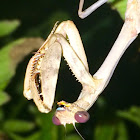 Bordered mantis