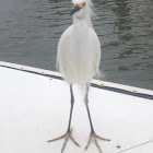 Snowy Egret