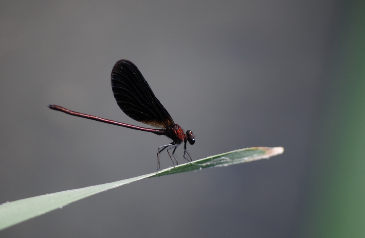 Libellula di Zerosedici