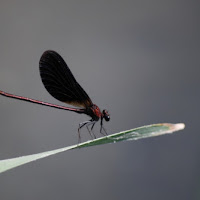 Libellula di 