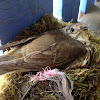 Mistle Thrush