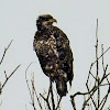 Bald eagle (juvenile)