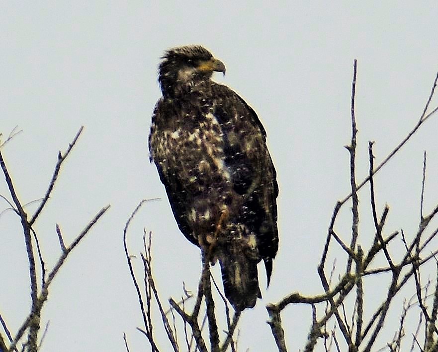 Bald eagle (juvenile)