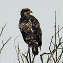 Bald eagle (juvenile)