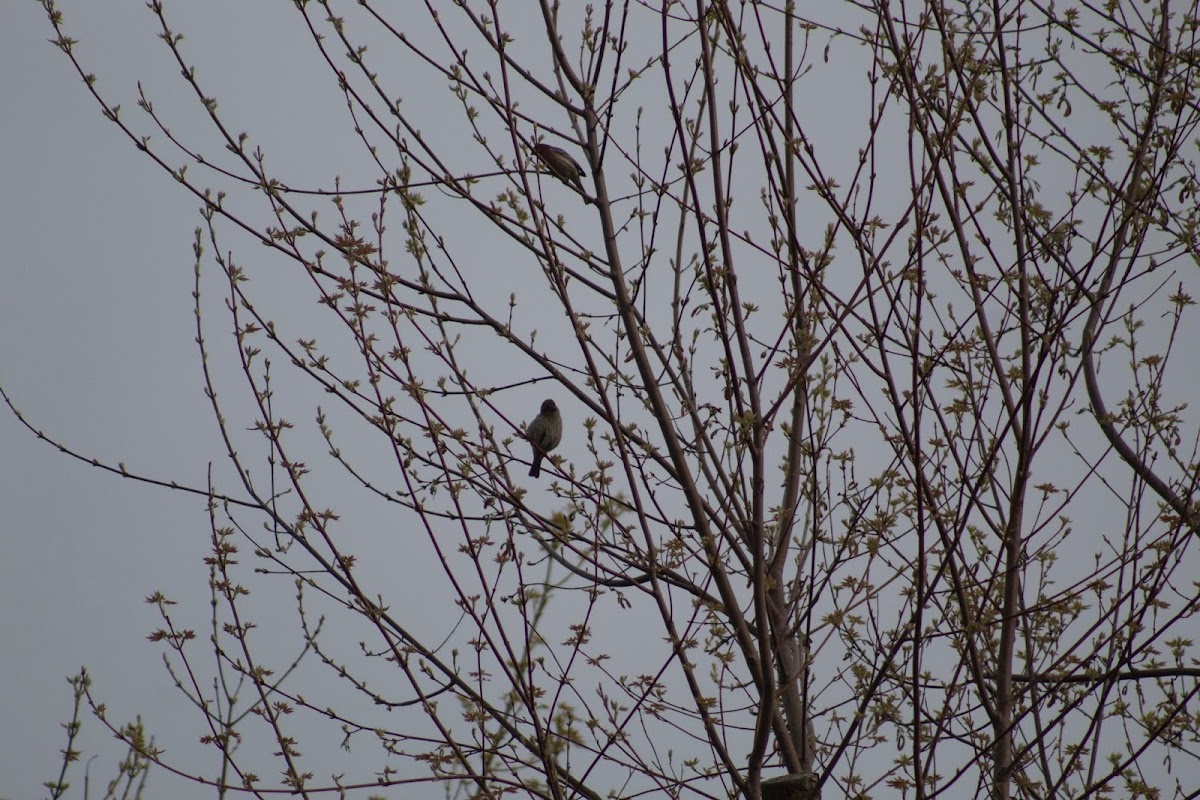 Green Heron