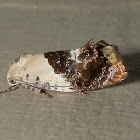 Hypertrophid Moth