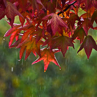 Pioggia autunnale di 