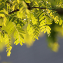 Lush tree branches