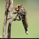 Robber Fly