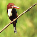 whitethroated kingfisher