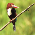 whitethroated kingfisher