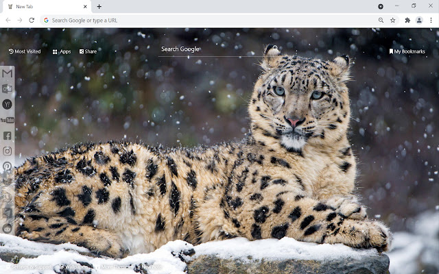 Snow Leopard Wallpaper