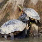 Northern Red-bellied Cooter