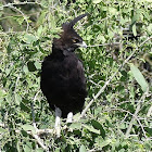 Long-crested Eagle