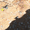 RED-SPOTTED PURPLE