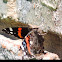 Red Admiral