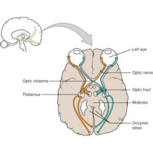 Download The optic nerve quiz For PC Windows and Mac