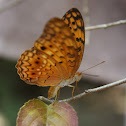 Common Leopard