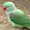 Rose ringed-parakeet