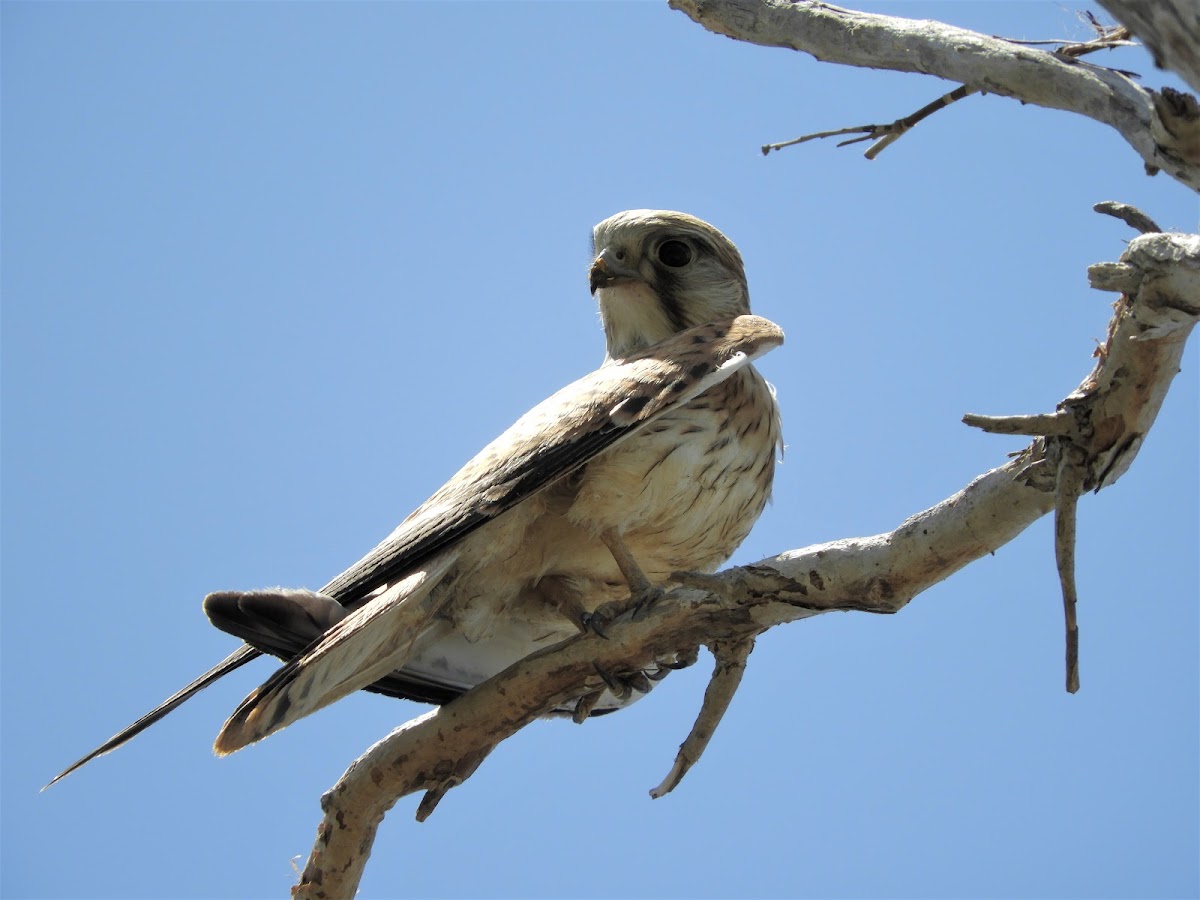 Nankeen Kestrel