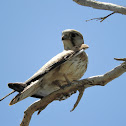 Nankeen Kestrel