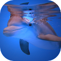 Icon Dolphins HD Live Wallpaper