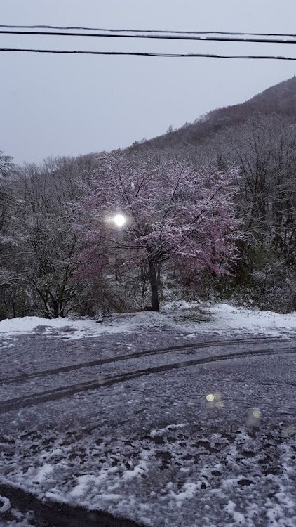 の投稿画像1枚目