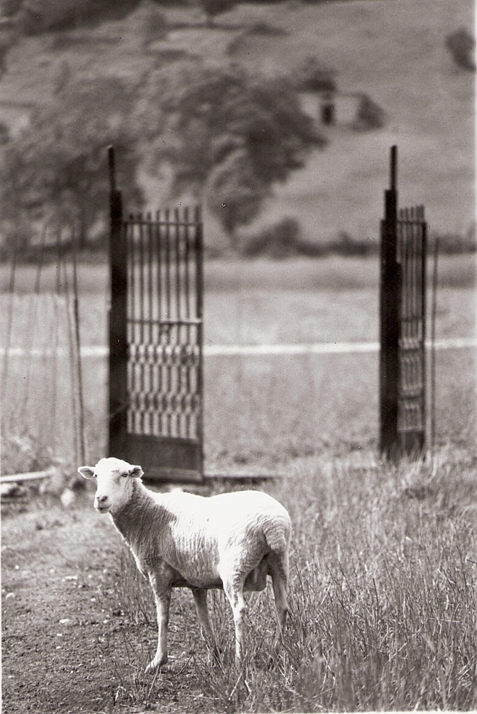 Fuga per.....la campagna. di Molaz58