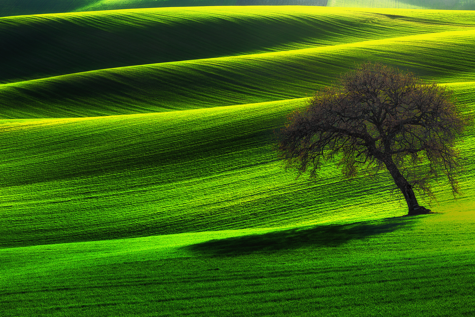 Velluto verde di prometeo