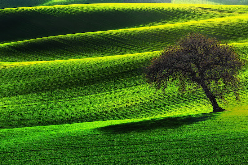 Velluto verde di prometeo