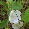 Flowering Plants in Northern WI!