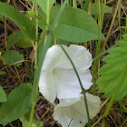 Hedge Bindweed