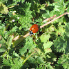 Seven spotted lady bird