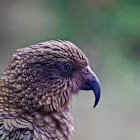 Kea