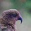 Kea