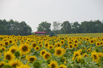 北竜町ひまわりの里