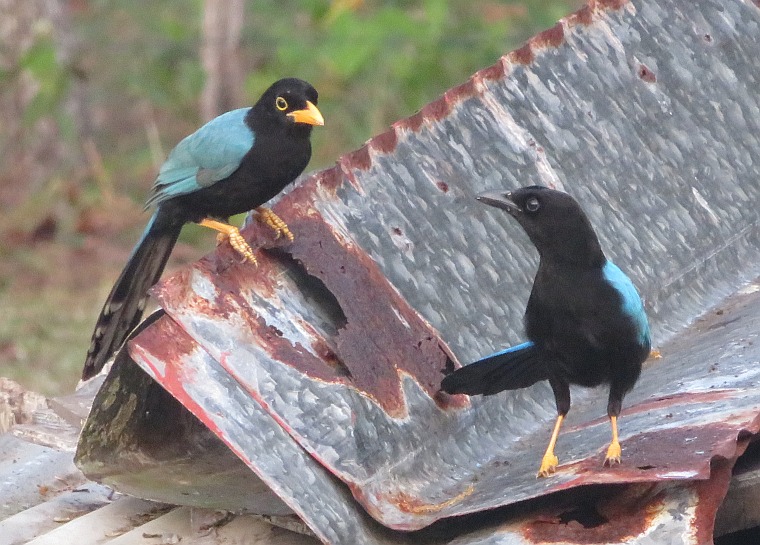 Yucatan Jay