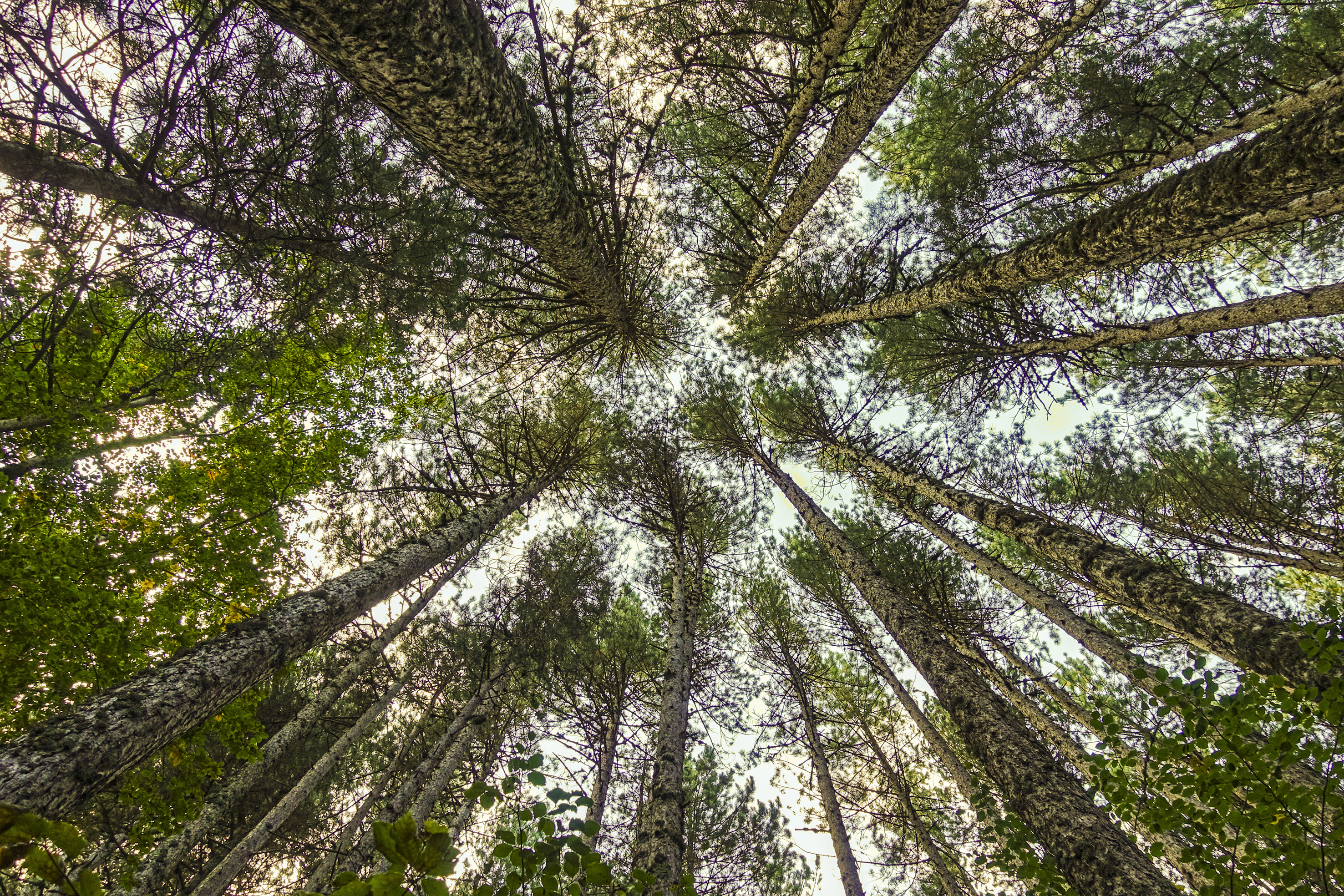 foresta di lugiube