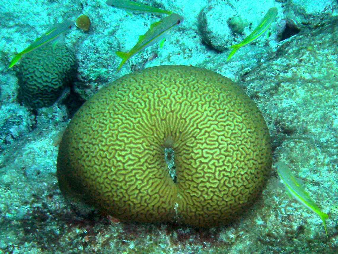 Symmetrical Brain Coral