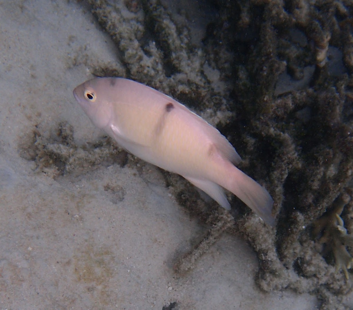 White Damsel