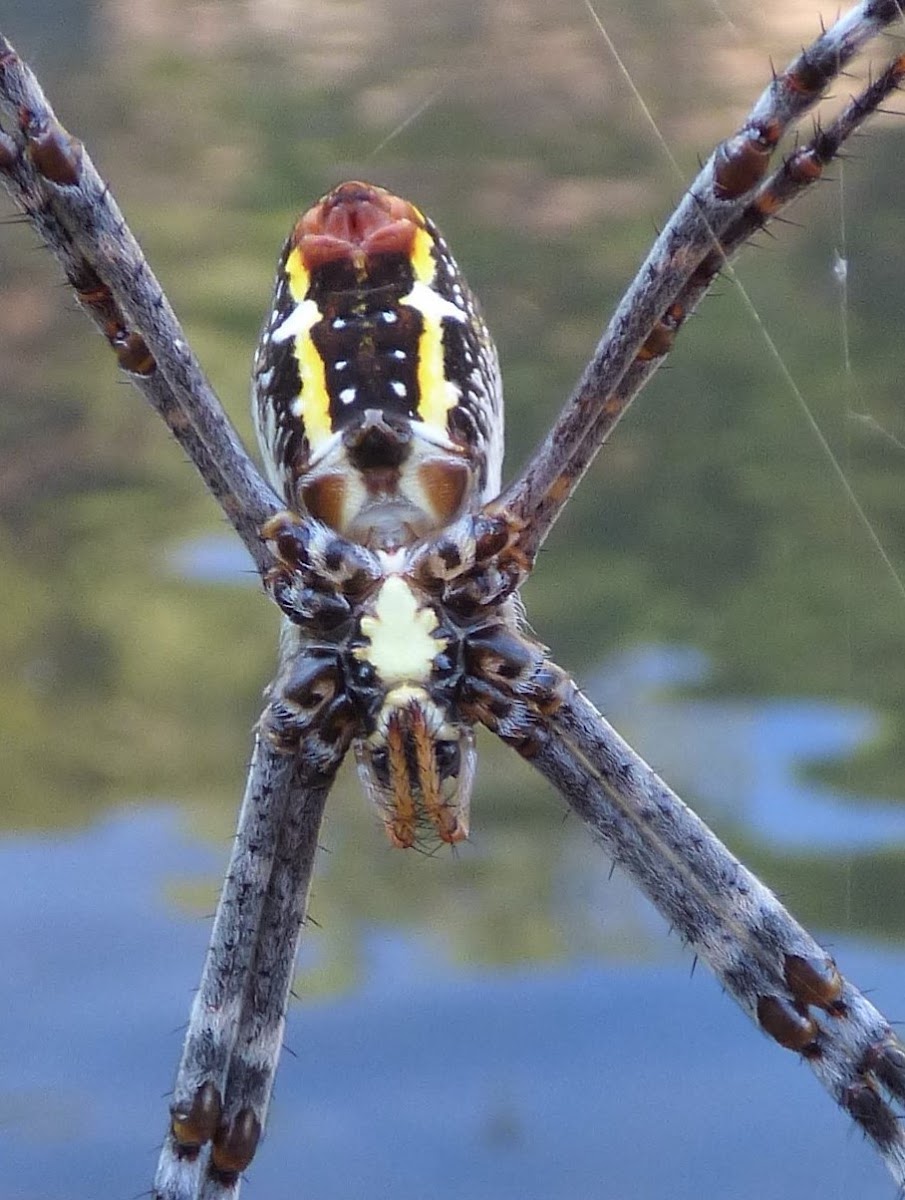 St. Andrew's Cross Spider (female)