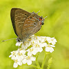 Striped Hairstreak