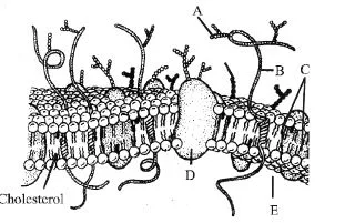 Plasma Membrane