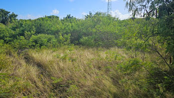 terrain à Sainte Anne (971)